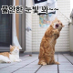 배추리우스