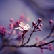 thlee5103