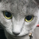 bonggu