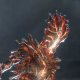 fire_so