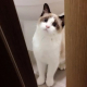 룬아니